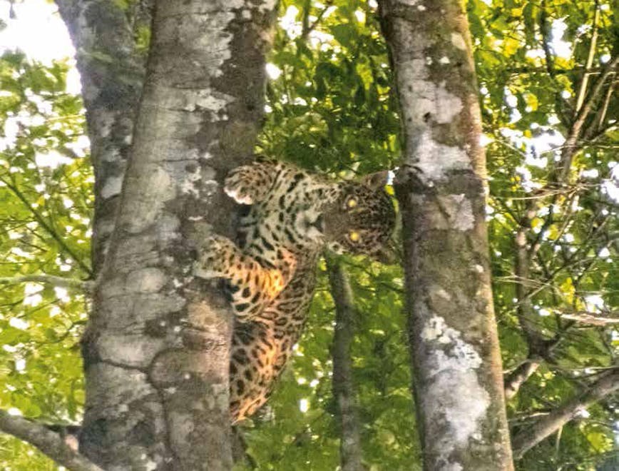 panther leopard jaguar mammal animal wildlife tree plant