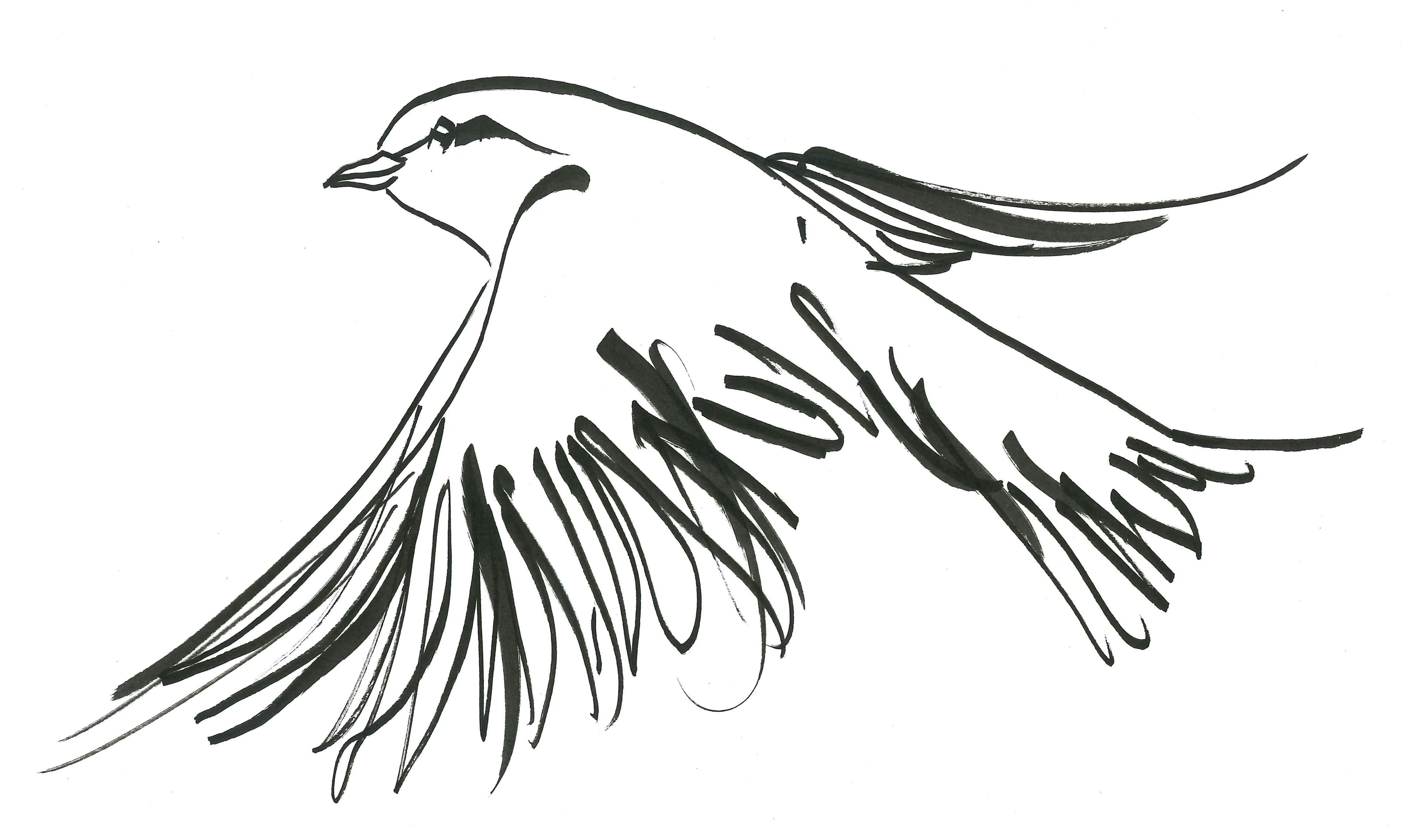 bird animal stencil