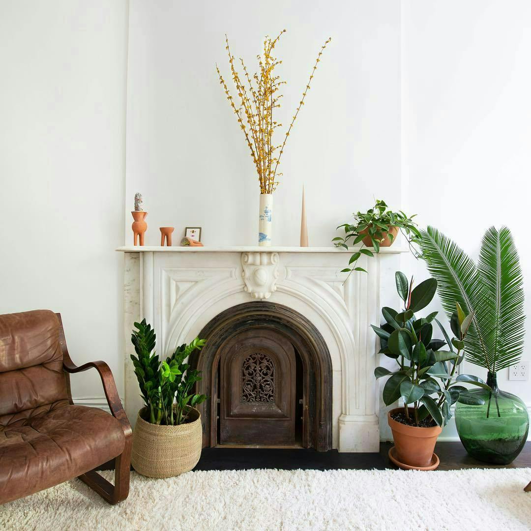 furniture living room room indoors plant