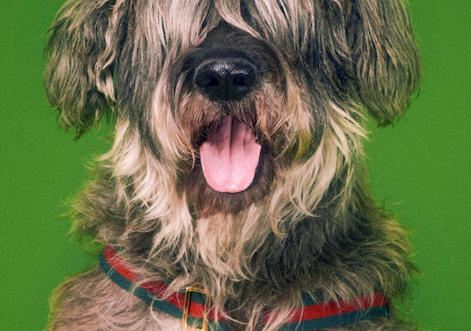 dog wearing a gucci collar