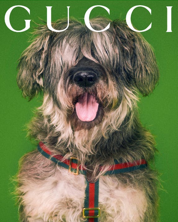 dog wearing a gucci collar